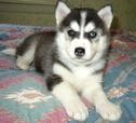 Beautifull Husky Ready for a new family