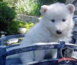 Beautiful Blue Eyes Siberian Husky Puppies.