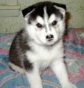 Siberian Husky Purebreed Bloodline Price Reduced Only -Two Left