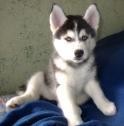 Beautiful AKC blue eye Siberian husky Puppies from Champion Dad andamp; Mom.