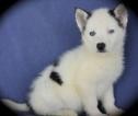 White Long Haired Siberian Husky Pups ready for your kids