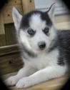 Home Raise And Ptty Train Siberian Husky Black And White Puppies