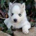 full AKC registration Siberian Husky puppies now available for Free