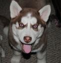 Cute and Home Trained Siberian Husky Puppies For Home Sales for Free