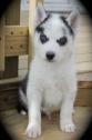 cute blue eyes Siberian husky puppies for sale