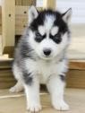 blue eyes akc reg. Siberian huskies pups ready now!!