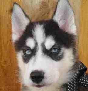 Lovely And Wonderful Looking Siberian Husky Puppies For Sale