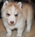 Siberian Husky (AKC) 50% Off The Regular Price;Now Only