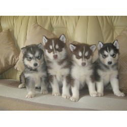 purebred Siberian husky pups up for adoption for Free