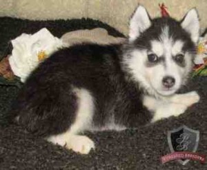 siberian husky puppy for a new lovely home