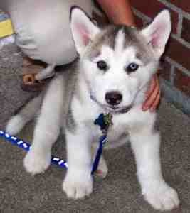 Adorable Siberian husky puppy for life.....