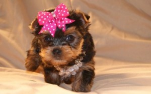 *~* Very Heathy Teacup Yorkie Puppies for sale *~*