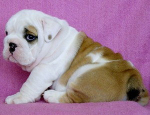 *English Bulldog* Puppies;