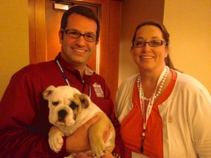 Outstanding English Bulldog Puppies For Free Adoption