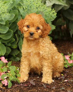 xmas male and female cockapoo puppies for free adoption