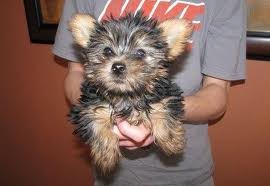 Sweet teacup yorkie puppies for adoption