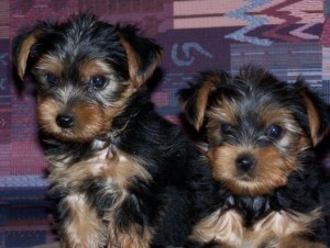male and female x mas yorkie pups for adoption.