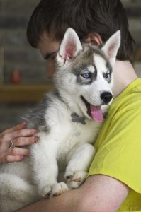 Purebred Siberian Huskies Puppies For Adoption