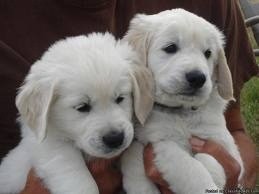Golden Retriever  puppies to give out for adoption