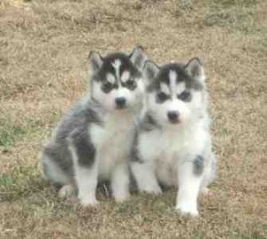 Blue Eyes Siberian Husky Puppies For Free