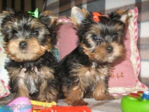 MALE AND FEMALE OUTSTANDING YORKSHIRE TERRIER PUPPIES FOR ADOPTION