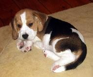 male and female beagle puppies looking for a rehome