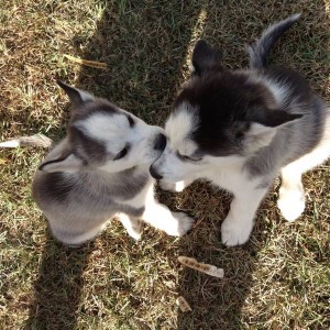 adorable reg blue eyes Siberian husky puppies