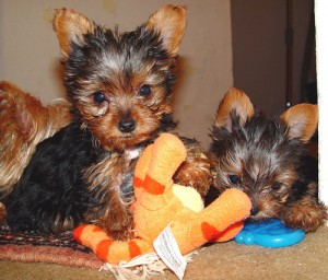 yorkie puppies for good home