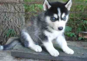 cuite and lovelling Siberian Husky for Free