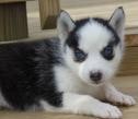 akc registered siberian husky puppies for good homes for Free