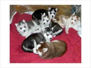 awasome siberian husky puppies for good families for Free