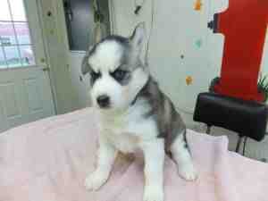 Black &amp; White Blue Eyed Siberian Husky Puppies for Free
