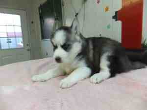 good looking siberian husky puppies for adoption for Free