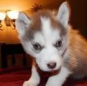 Registered Siberian Husky Puppies for Free