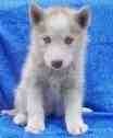 New Year Siberian husky Puppy for Free