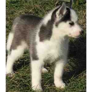 wonderful Siberian Husky Puppies For Sale for Free