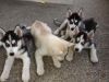 Siberian husky puppies , akc reg.blue eyes!