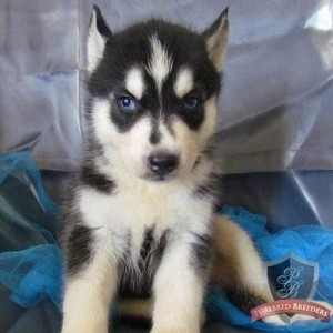 Alert And Healthy Siberian Husky Puppies.