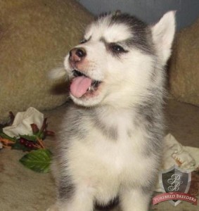 Playful Blue Eyes Siberian Husky Puppies.