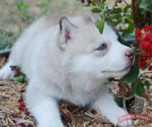 Elegant Siberian Husky puppies ready for good home