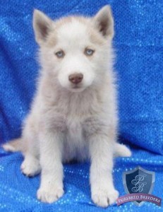 Gorgeous Siberian Husky Puppy (9weeks Old) for Sale