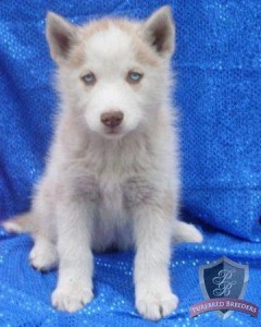 SIBERIAN HUSKY PUPS 2 red and white females. AKC registered.