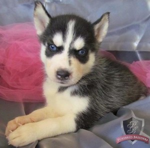 Gorgeous And Vet Checked Siberian Husky Puppies.