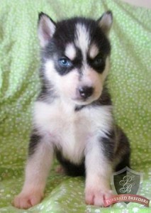 Alert And Healthy Siberian Husky Puppies.