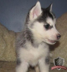 Quality Siberian husky puppies ready