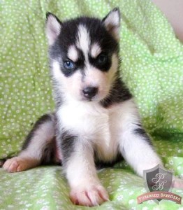 siberian husky puppies.