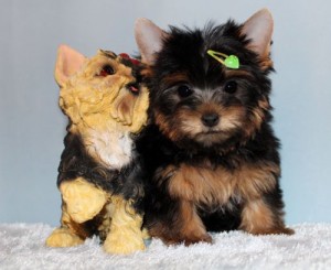 CUTE AND LOVELY  YORKIE PUPPIES FOR GOOD AND LOVELY FAMILIES