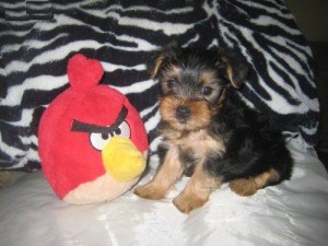 Home train Female Yorkie puppy for adoption .