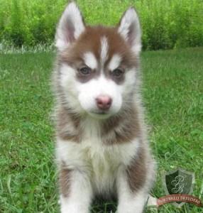 full AKC registration Siberian Husky puppies now available for Free