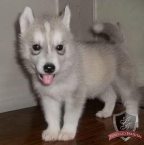 Cute and Home Trained Siberian Husky Puppies For Home Sales for Free